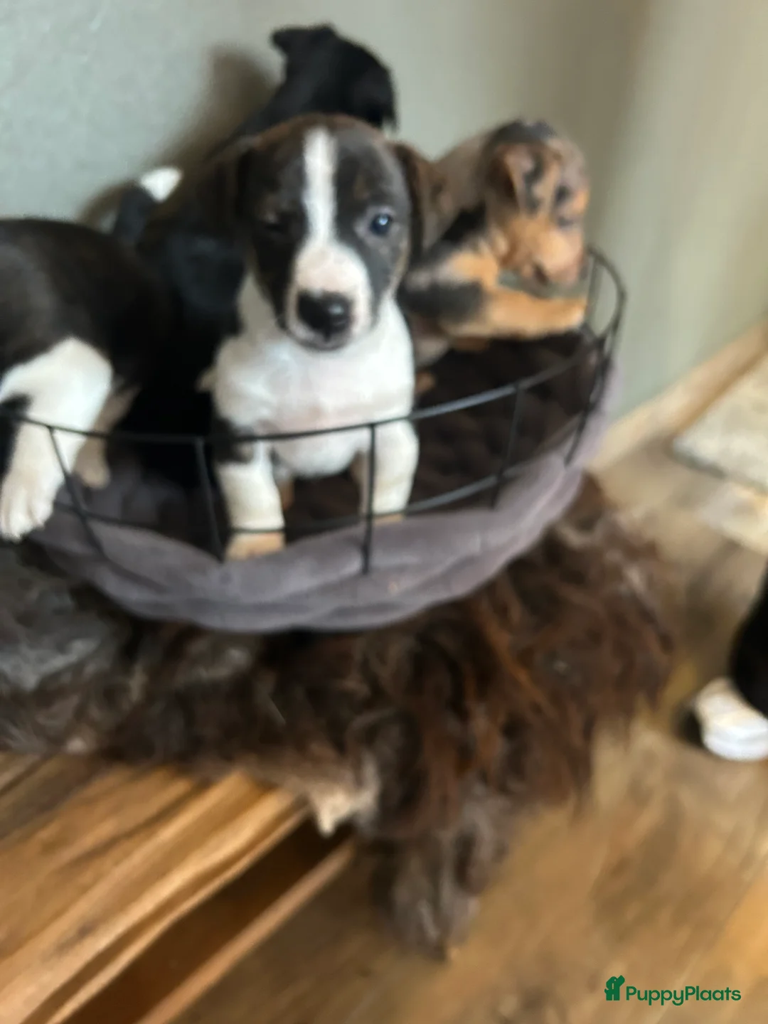 Jack Russel Terriër honden te koop: 4 mooie Jack Russell reutjes - Advertentie 13