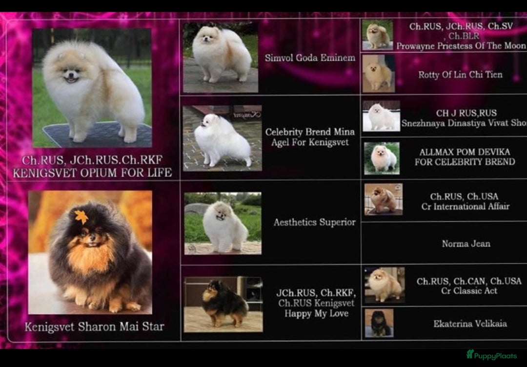 Pomeriaan honden te koop: Raszuiver Mini Pomeriaan Pup Bear Face  - Advertentie 10