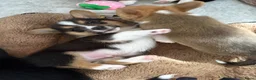 Welsh Corgi Cardigan honden te koop: Prachtige Welsh Corgi reu te koop - Advertentie 2