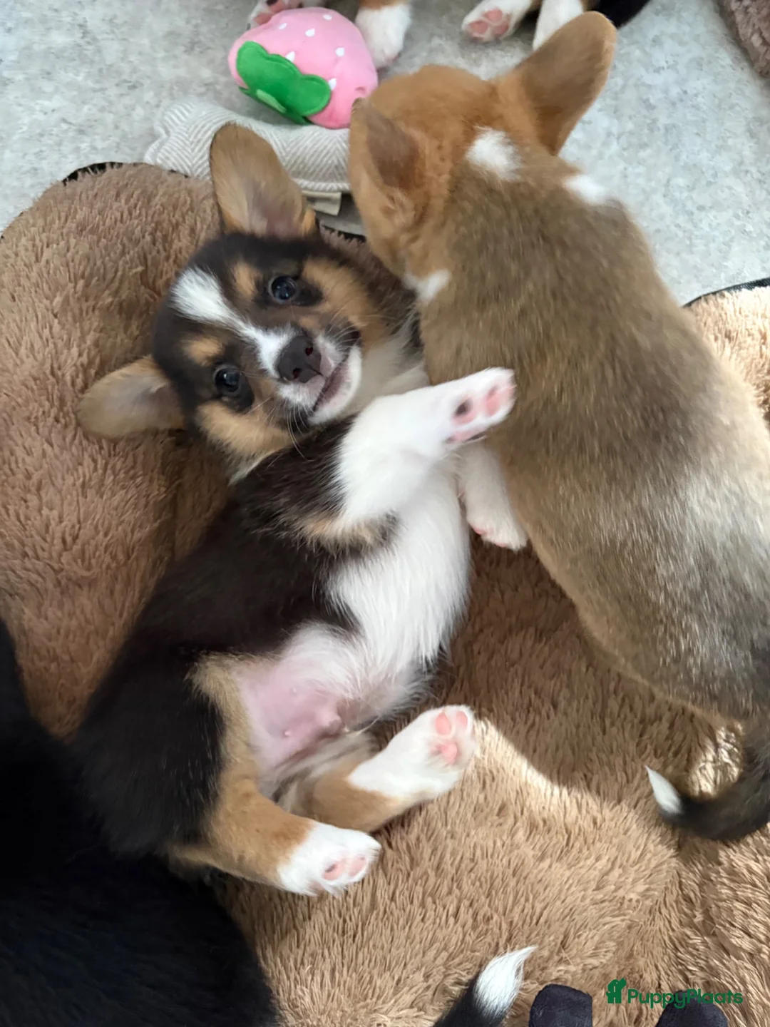 Welsh Corgi Cardigan honden te koop: Prachtige Welsh Corgi reu te koop - Advertentie 2