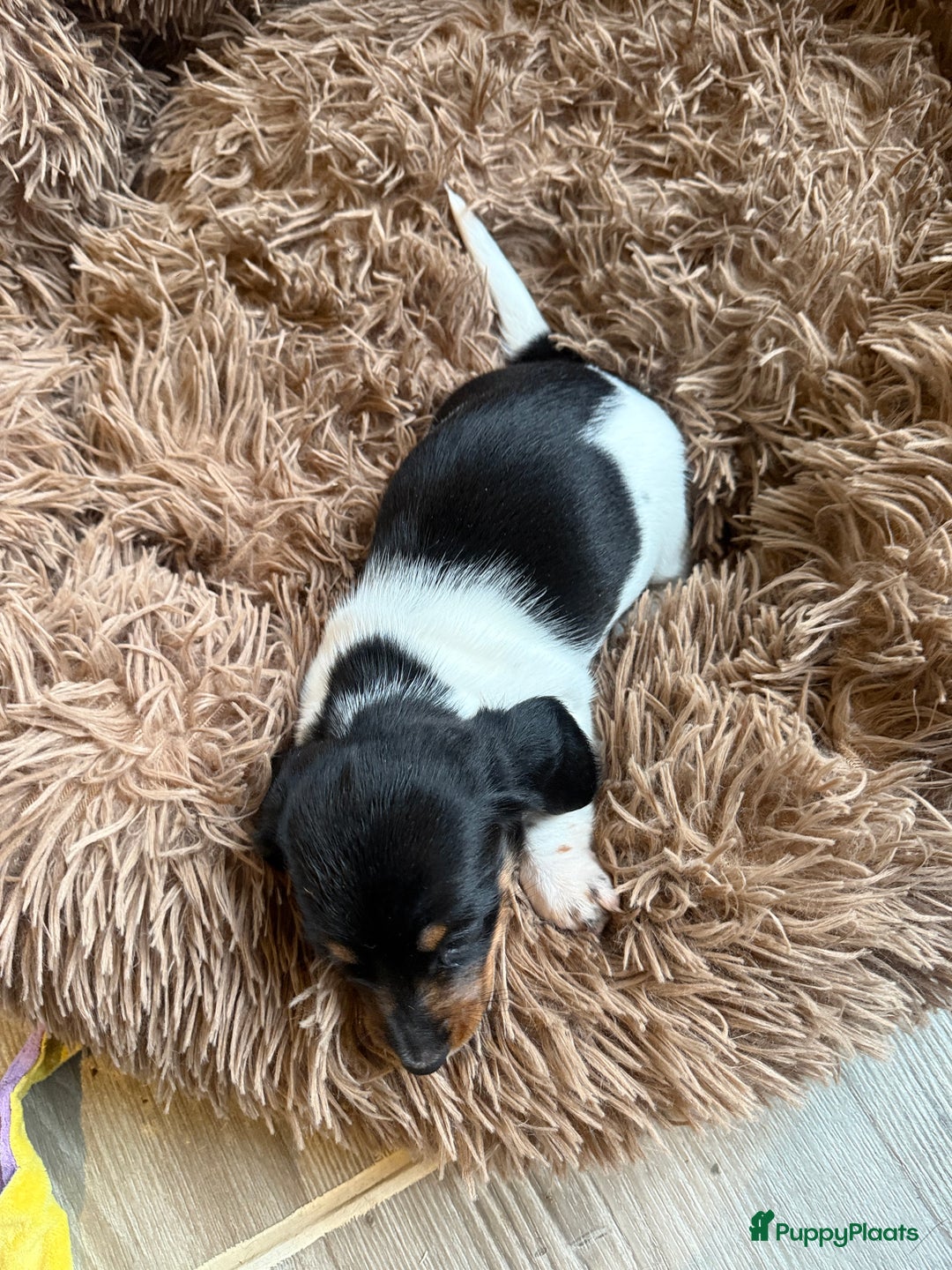 Teckel (korthaar)  honden te koop: Piebald dwergteckel pups - Advertentie 7