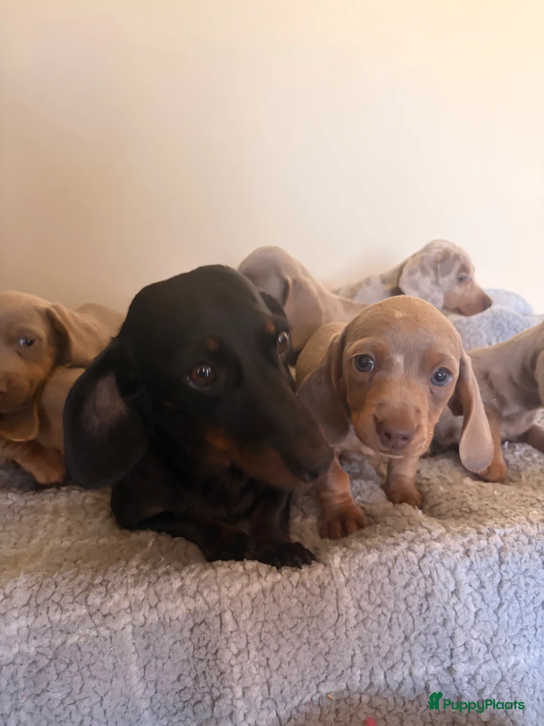 Teckel (korthaar)  honden te koop: Dwerg Merle Teckels pups. - Advertentie 2