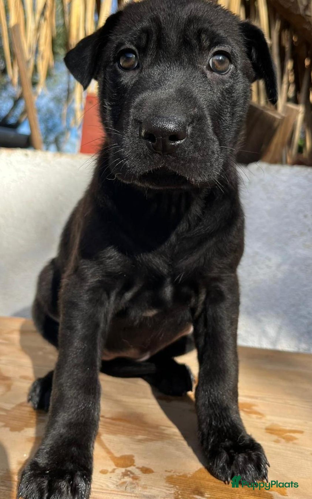 Kruising honden ter adoptie: ganie  wat een schatje en  op zoek naar huisje  - Advertentie 7