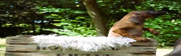 Kruising honden te koop: Bayerische gebirgssweishund - Advertentie 19