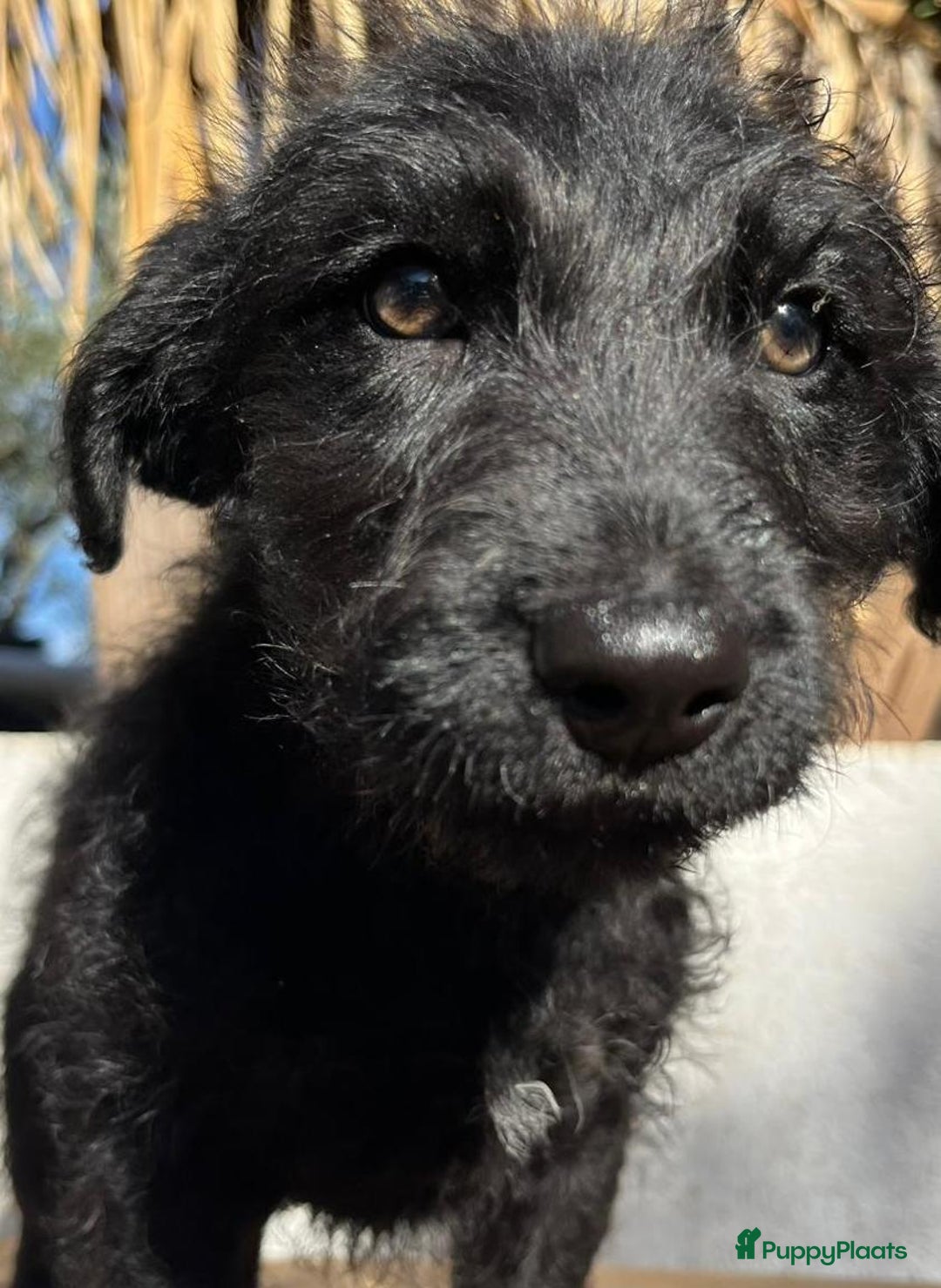 Kruising honden ter adoptie: goedele deze lieve knappe dame wacht op jouw  - Advertentie 2