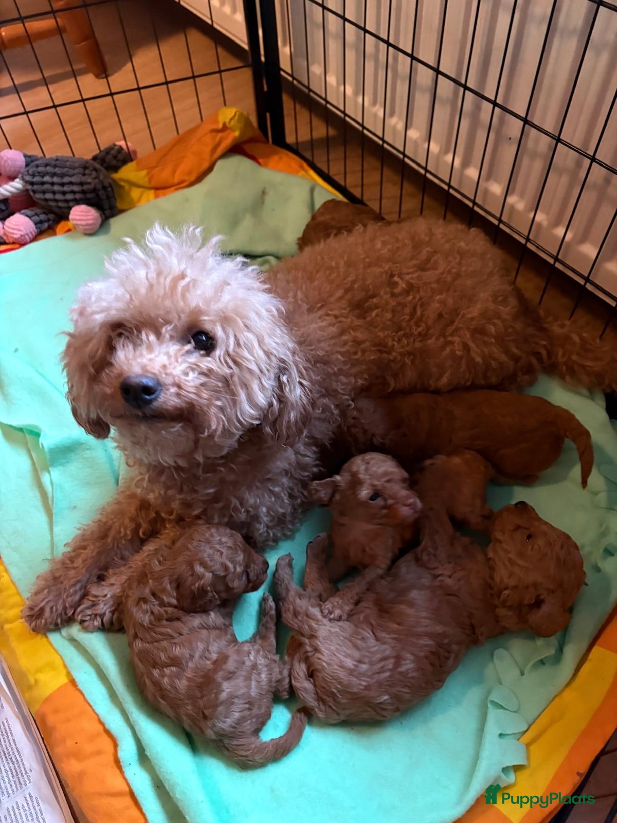 Labradoodle honden Prachtige Labradoodle pups - Advertentie 4