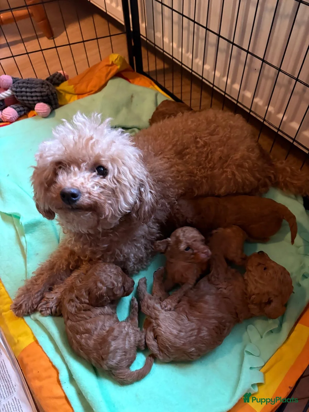 Labradoodle honden te koop: Prachtige Labradoodle pups - Advertentie 1
