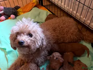 Labradoodle honden Prachtige Labradoodle pups - Advertentie 4