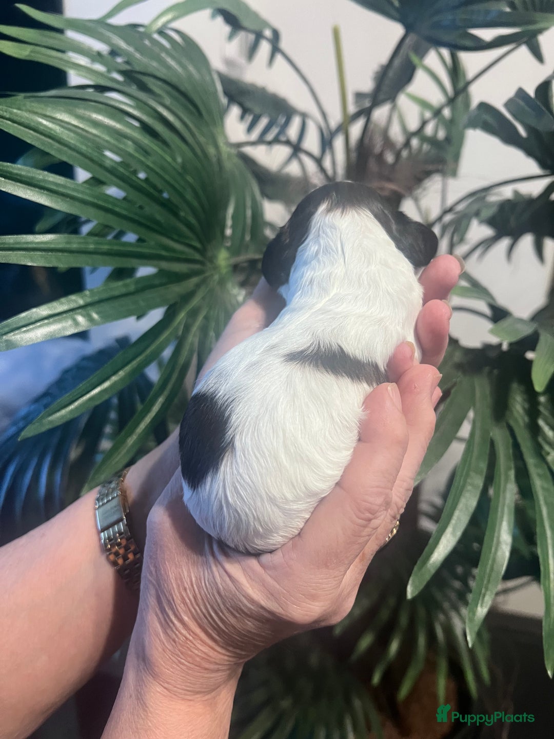 Cockapoo honden te koop: Cockapoo pups geboren  - Advertentie 20