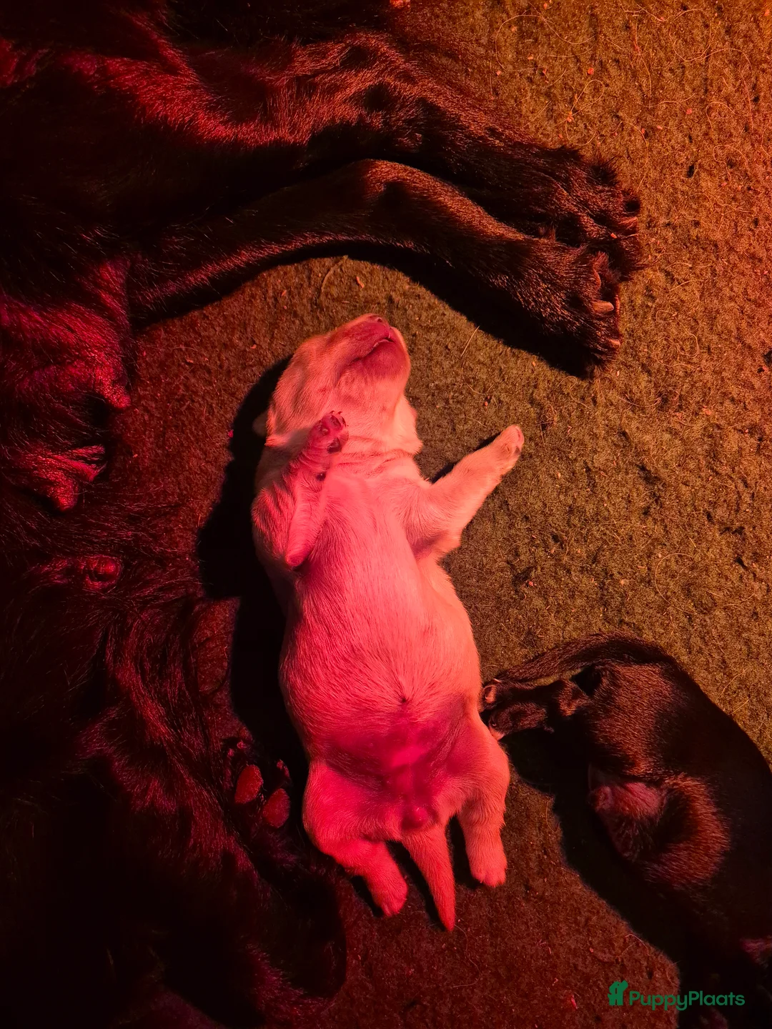 Golden Retriever honden te koop: Lieve golden Retriever puppies - Advertentie 13