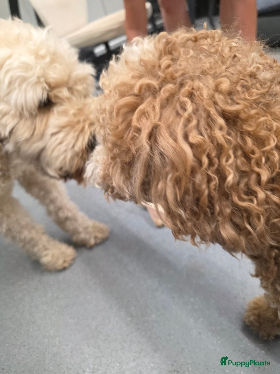 Goldendoodle honden te koop: 🐶 Goldendoodle pups medium - Advertentie 15