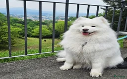 Samojeed honden te koop: Nestaankondiging Samojeedpups begin Augustus - Afbeelding 2