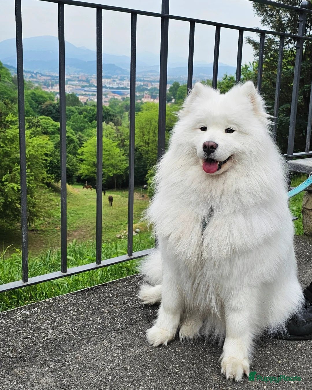 Samojeed honden te koop: Nestaankondiging Samojeedpups begin Augustus - Afbeelding 2