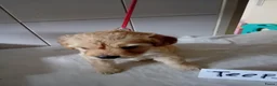Labradoodle honden te koop: labradoodles puppy,s - Advertentie 3