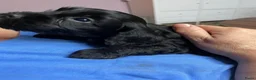 Cockapoo honden te koop: Lieve midi Cockapoo pups zoeken fijn thuis - Advertentie 19