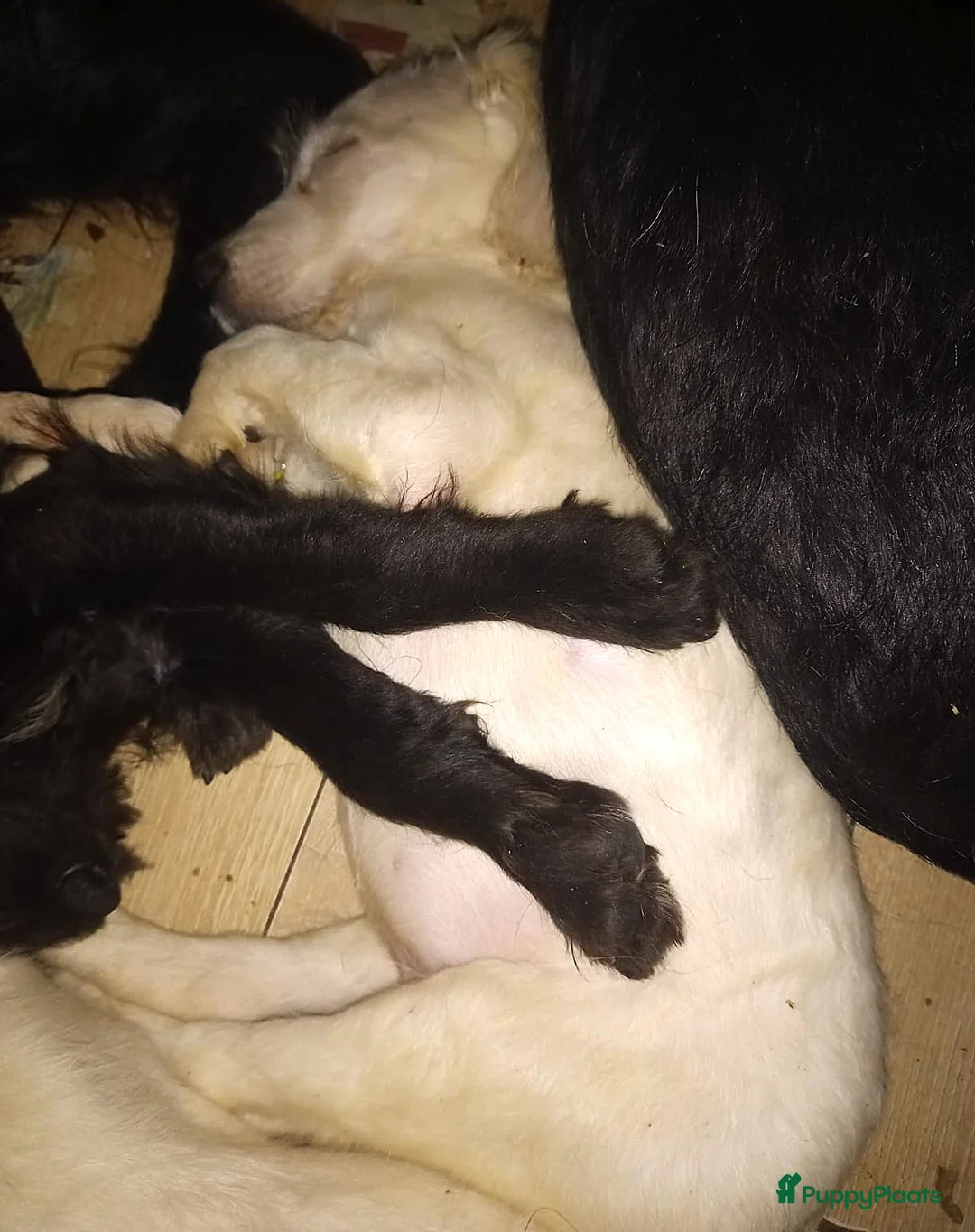 Kruising honden te koop: Ze zijn voor jou onze vier liefste laatste puppy's - Advertentie 11