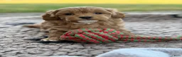 Kruising honden te koop: Prachtig nest Maltipoo/Boompoo - Advertentie 5