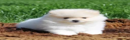 Pomeriaan honden te koop: Pomeriaan pups - Advertentie 10