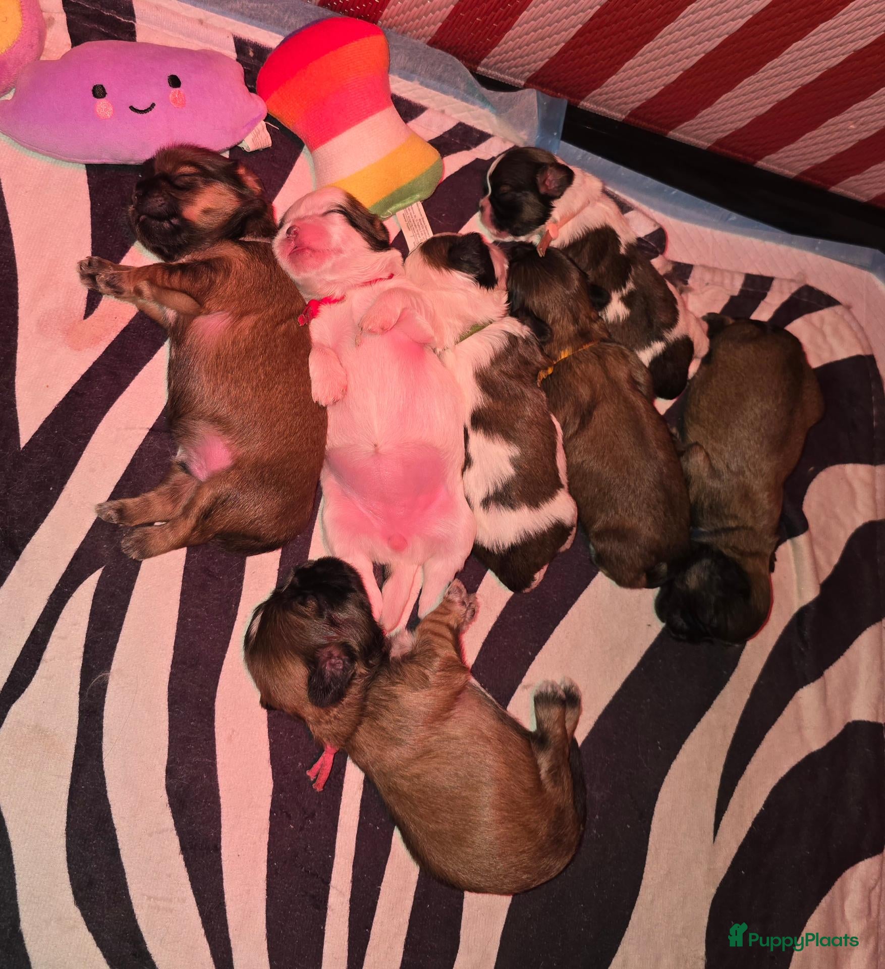 Kruising honden 1 weekje oud, Boomer Pups 💙❤️(Shih-Tzu x Boomer) - Advertentie 4