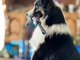 Australian Shepherd honden Australian shepherd pups fci pedigree - Advertentie 15