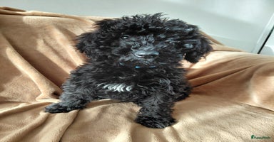 Labradoodle honden - Advertentie 10