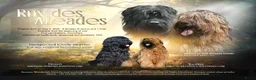 Briard honden te koop: De pups van Briard zoeken een lief en goed gezin - Advertentie 2