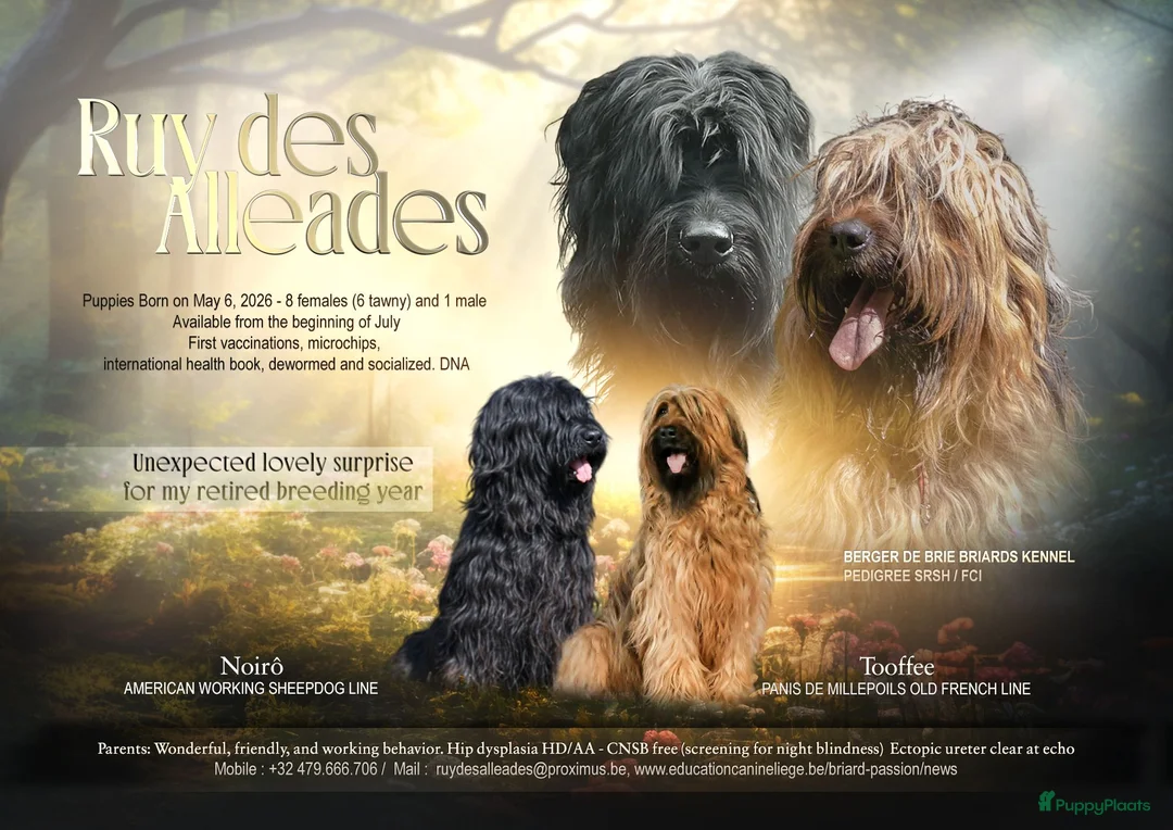Briard honden te koop: De pups van Briard zoeken een lief en goed gezin - Advertentie 2