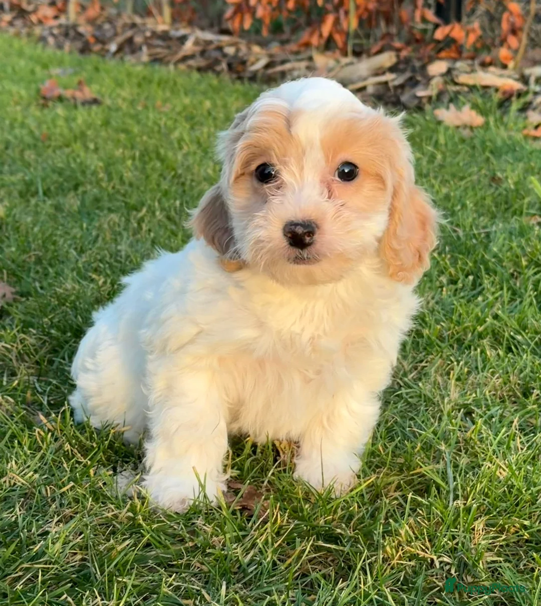 Maltipoo honden te koop: Leuke maltipoo pups  - Advertentie 20