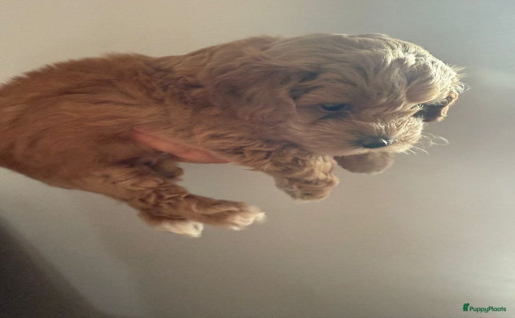 Maltipoo honden malteserpoedel pup, 7 weken - Advertentie 2