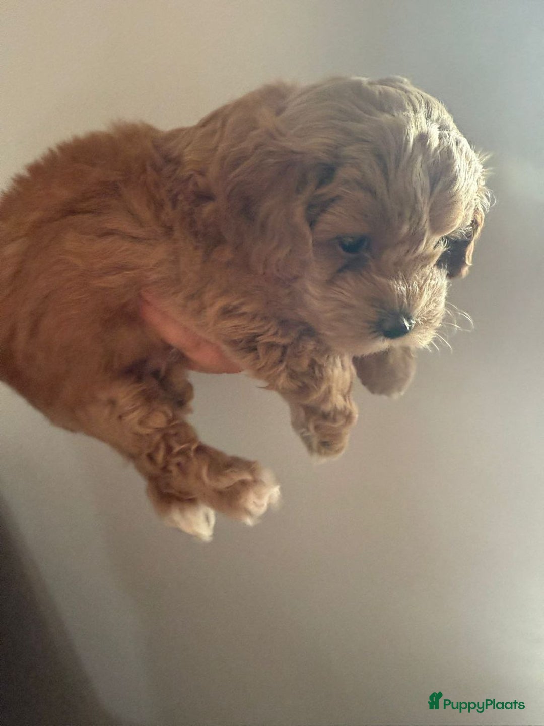 Maltipoo honden te koop: malteserpoedel pup, 7 weken - Advertentie 1