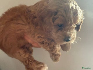 Maltipoo honden malteserpoedel pup, 7 weken - Advertentie 3