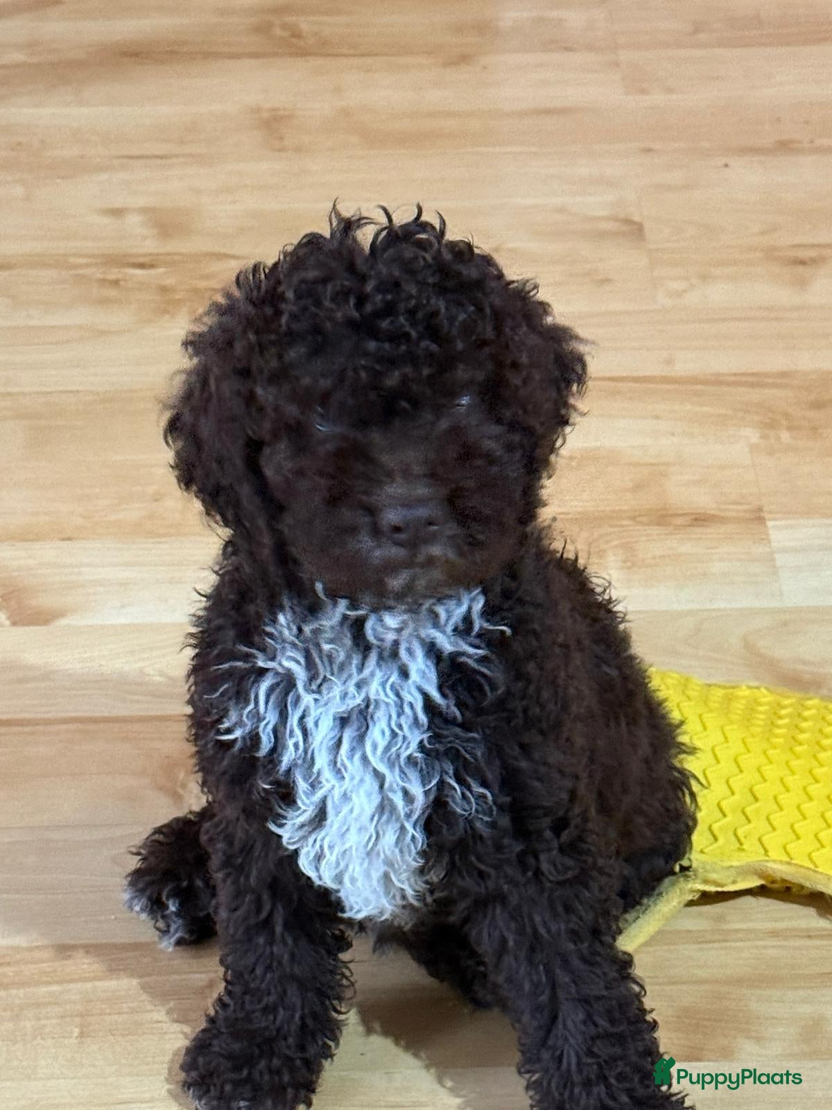 Lagotto Romagnolo honden Lagotto Romagnolo pups - Advertentie 2