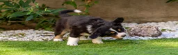 Australian Shepherd honden te koop: Nog 2 Australian Shepherd reutjes beschikbaar - Advertentie 8