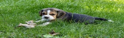Beagle honden te koop: Mooie stamboom Beagle pups - Advertentie 4