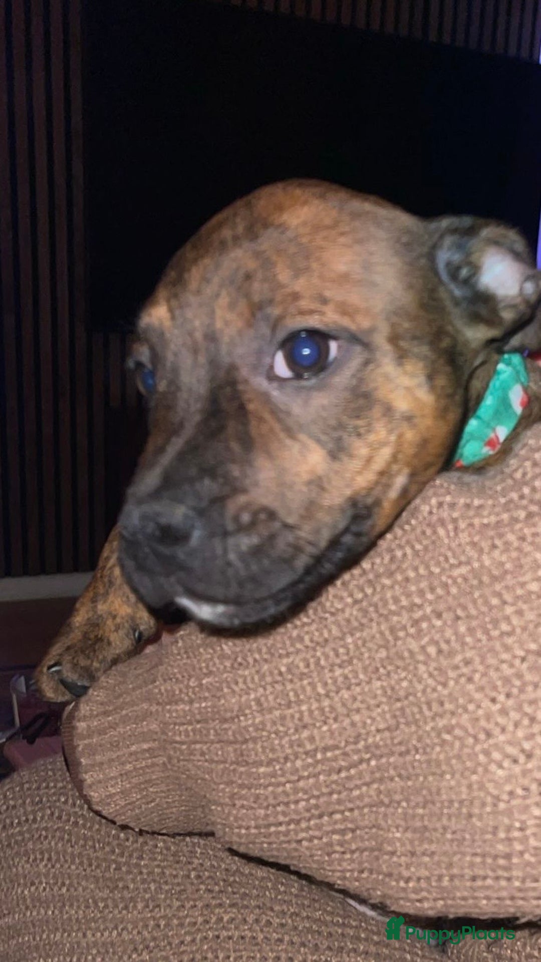 Kruising honden te koop: Pitbull x Cane Corso x Old English Bulldog puppies - Advertentie 9