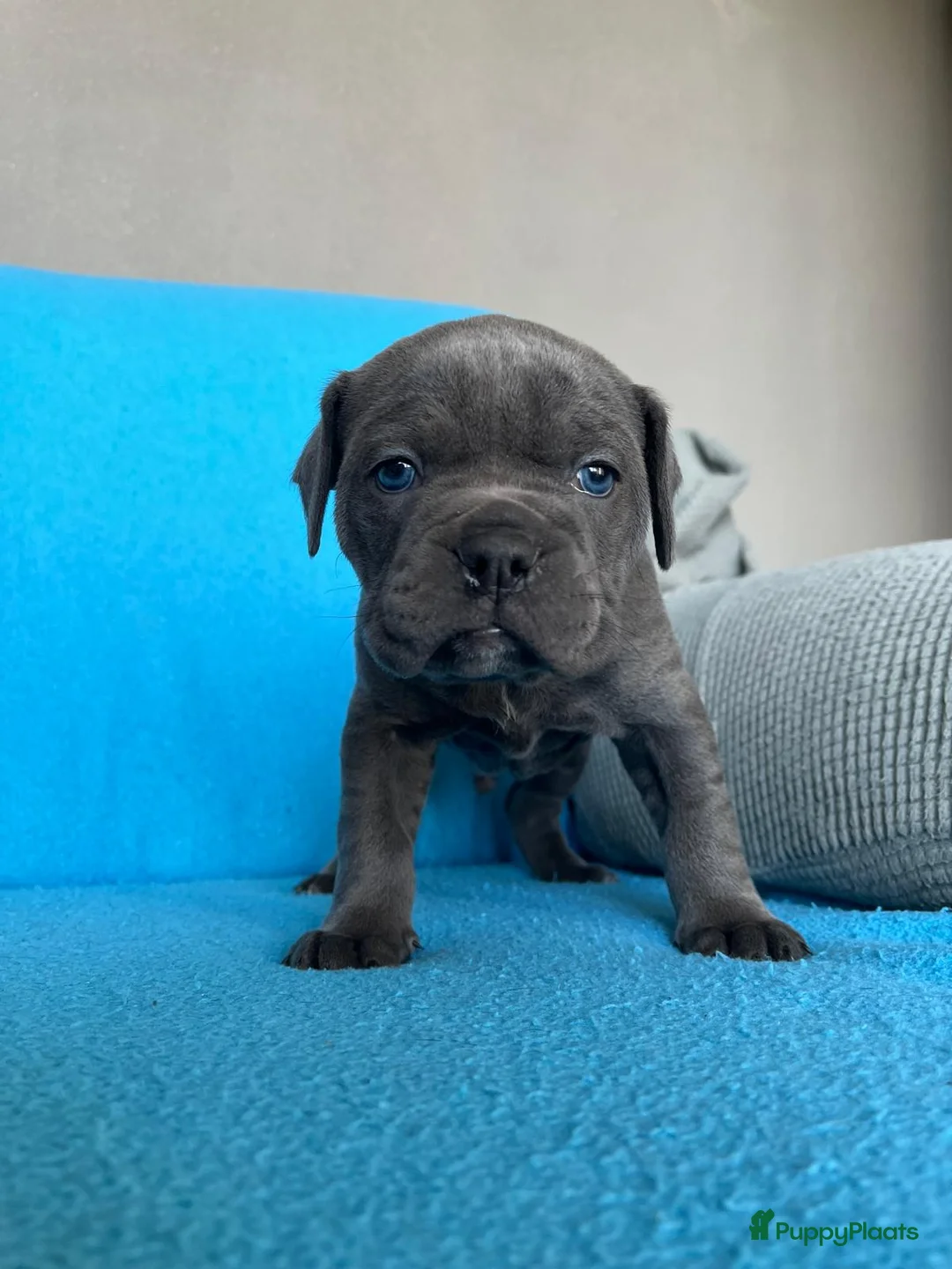 Old English Bulldog honden te koop: Super lieve Old English Bulldog pups - Advertentie 10