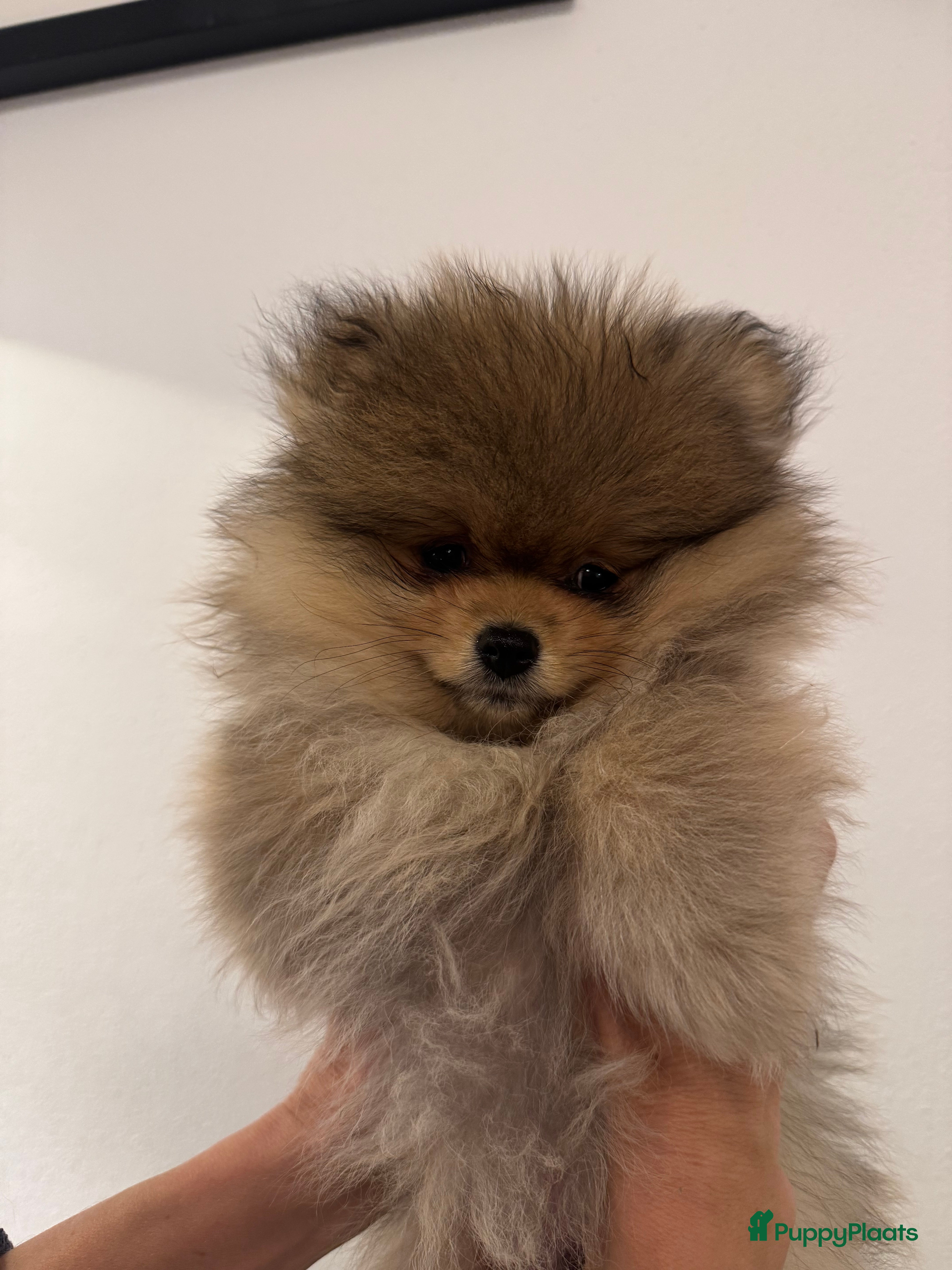 Pomeriaan honden 2 pomeriaan reutjes te koop - Advertentie 1