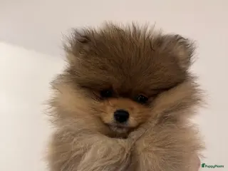 Pomeriaan honden 2 pomeriaan reutjes te koop - Advertentie 7