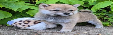 Shiba Puppy 6