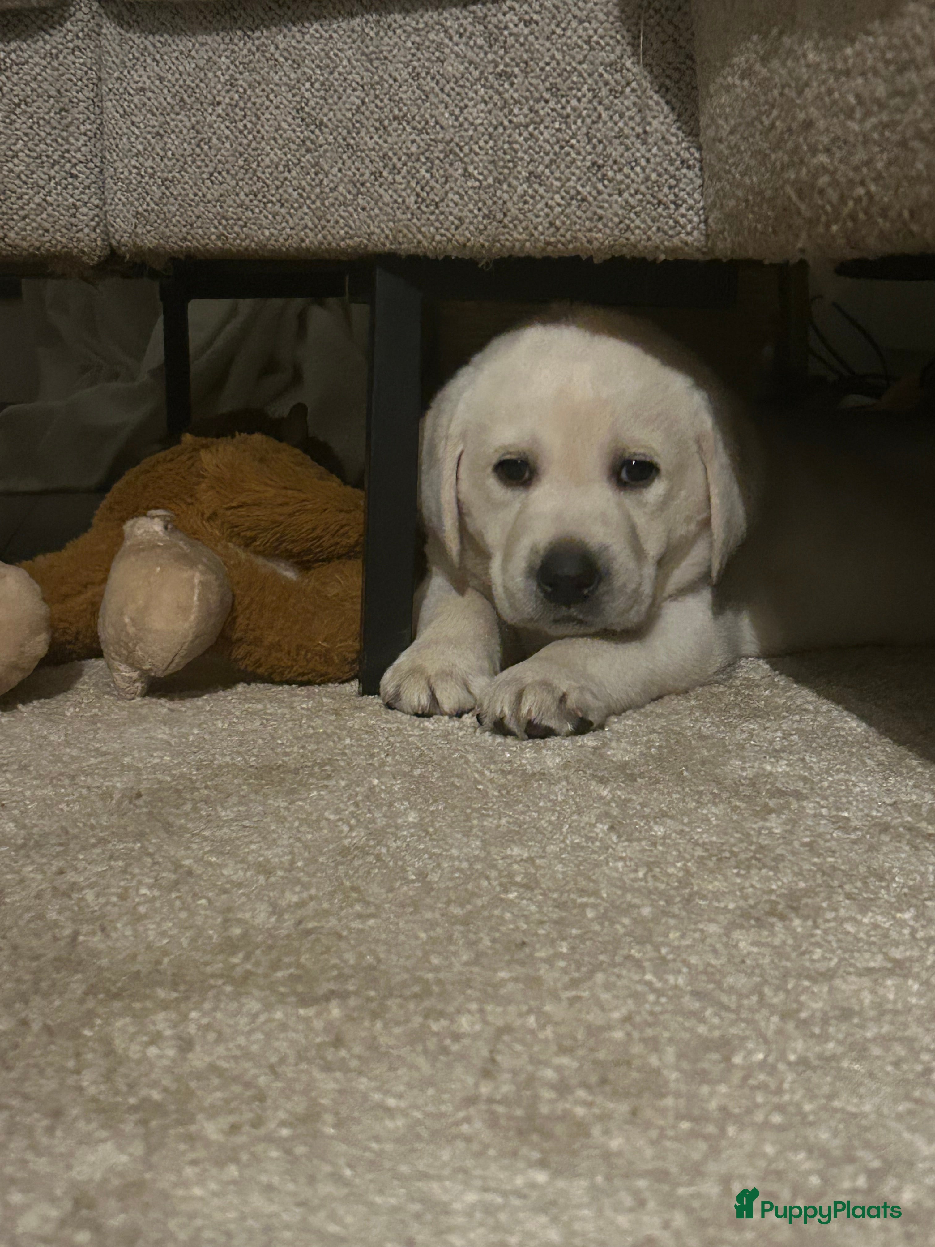 Labrador Retriever honden Super mooie gele labrador pups - Advertentie 2