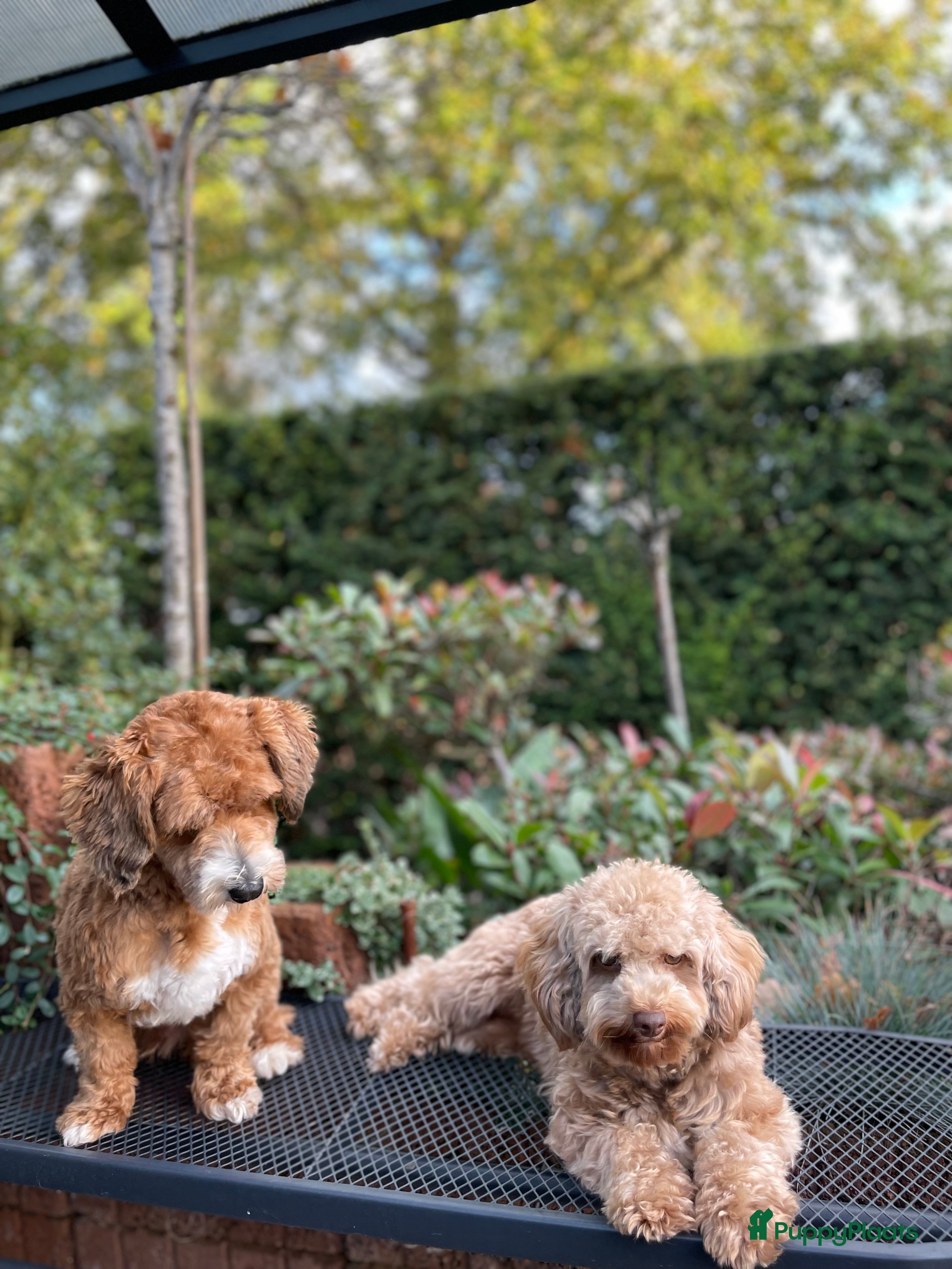Maltipoo honden maltipoo  pups , te zien met beide ouders. - Advertentie 3