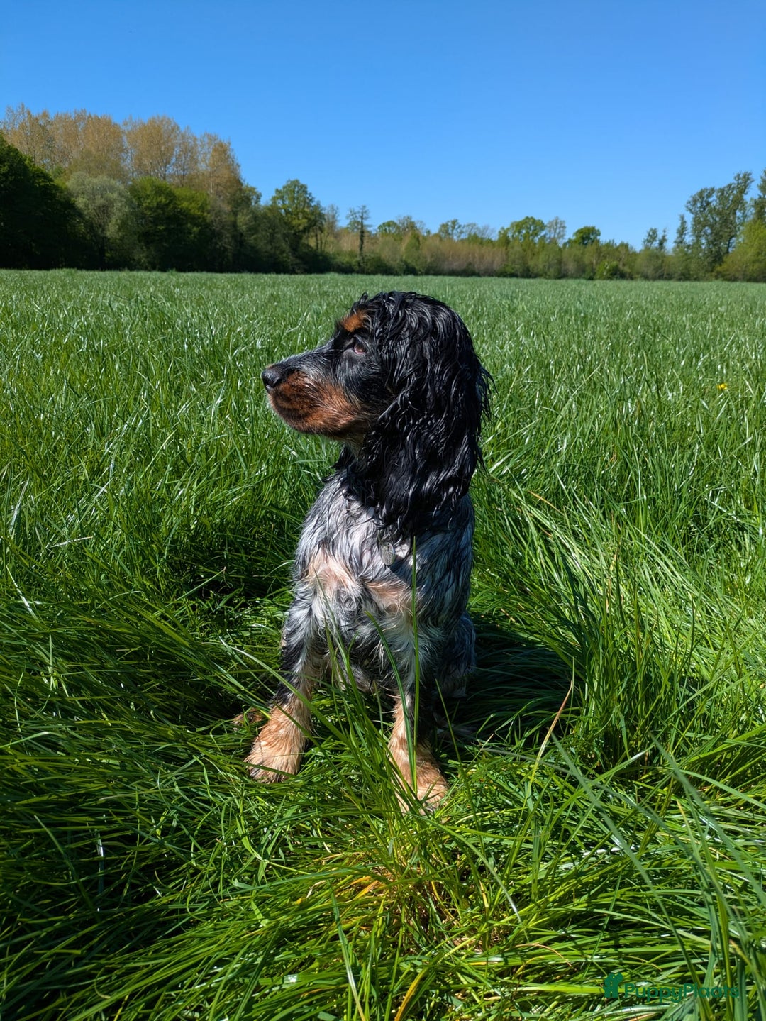 Cockapoo honden te koop: Nestje cockapoo  - Afbeelding 6
