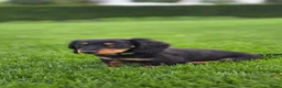 Teckel (langhaar) honden te koop: Prachtige Stamboom Dwergteckelpups langhaar - Advertentie 9