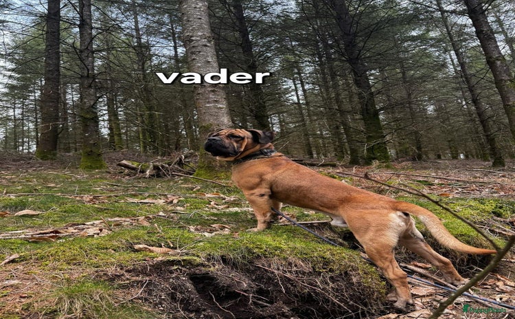 Cane Corso honden - Advertentie 11