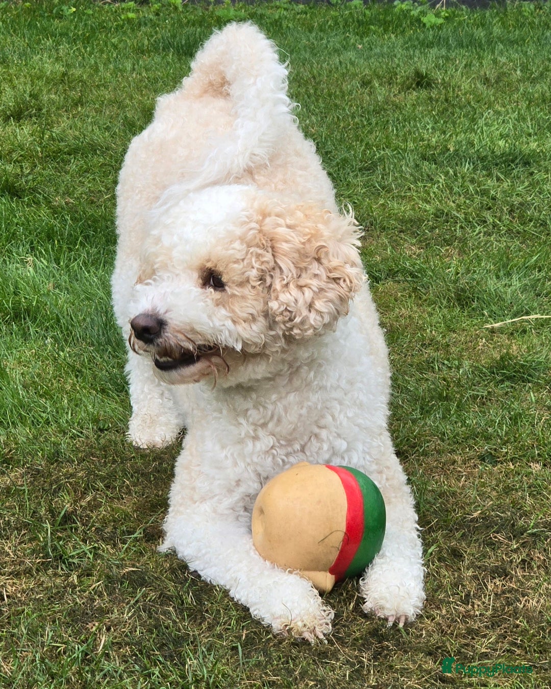 Kruising honden te koop: Goldendoodle multigen reutjes mogen verhuizen - Advertentie 17