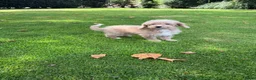 Labradoodle honden te koop: Mini Doodle (Labradoodle x Poedel) pups - Advertentie 13