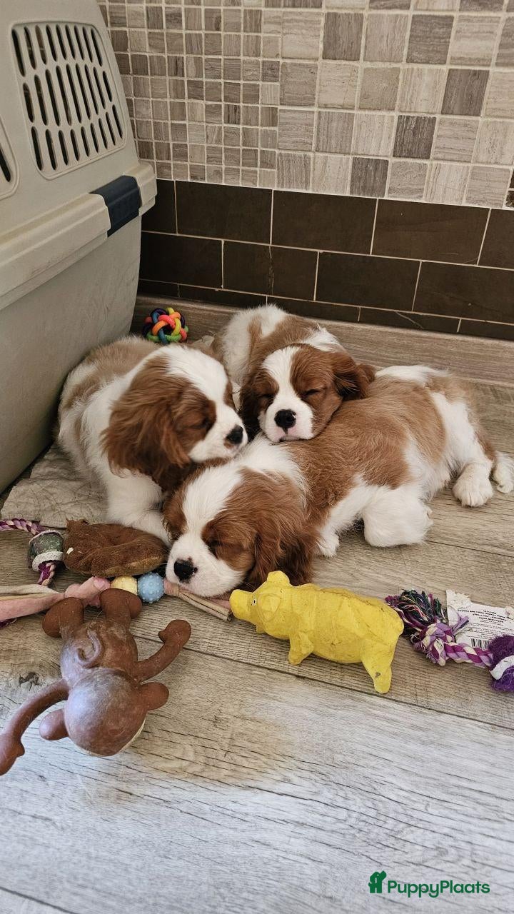 Cavalier King Charles Spaniel honden Cavalier King Charles Spaniel pup - Advertentie 8