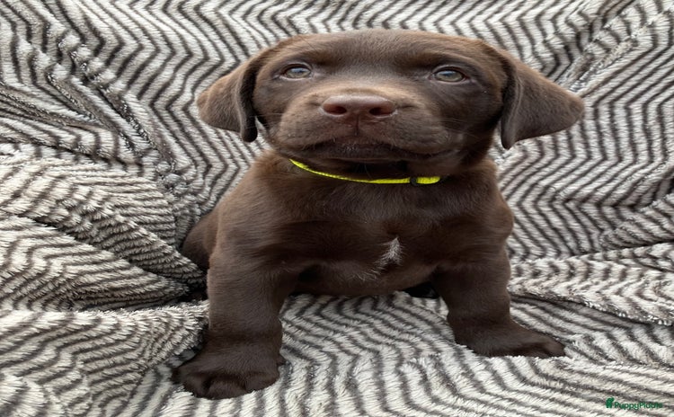 Labrador Retriever honden - Advertentie 2