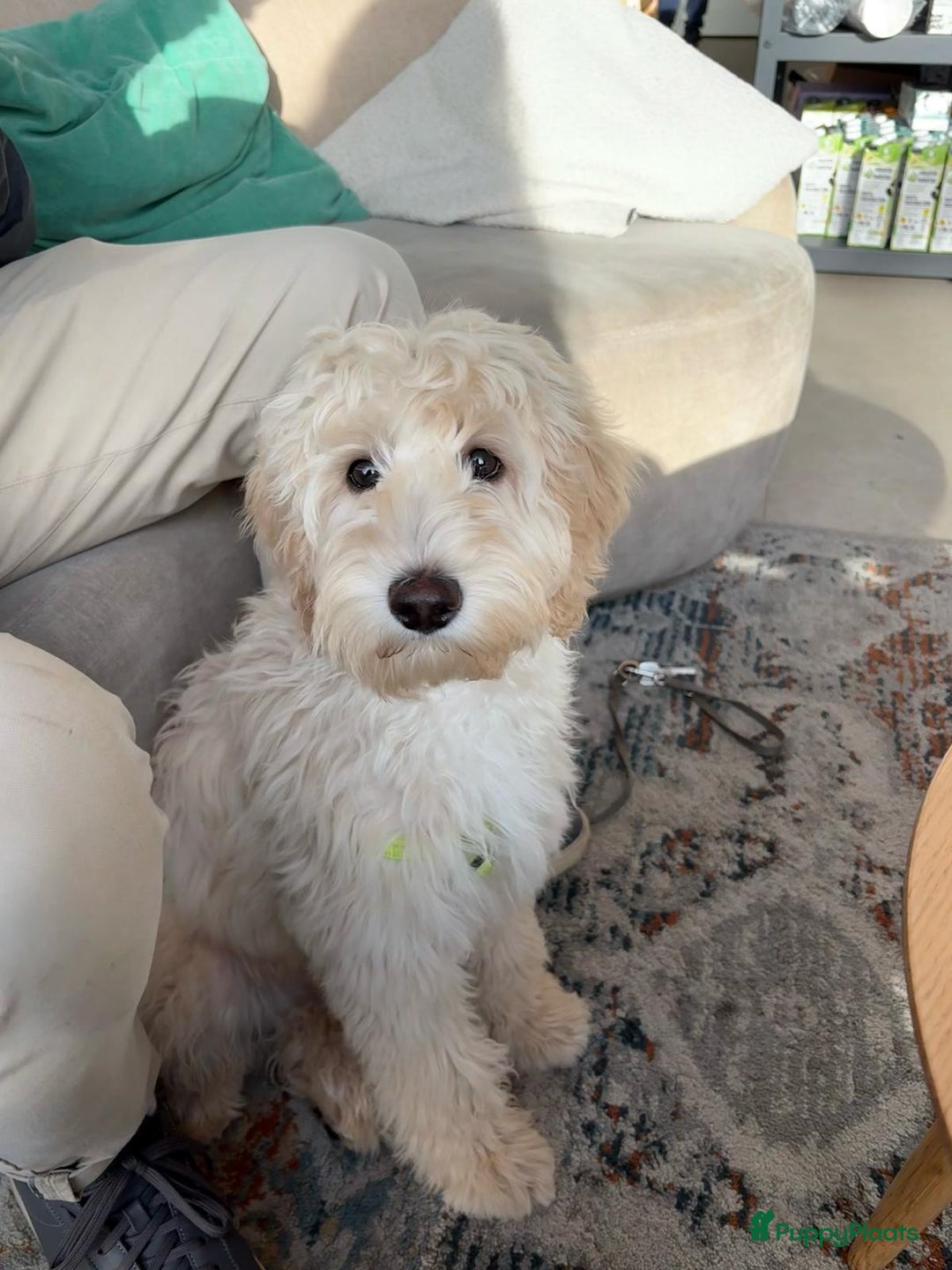 Australian Labradoodle honden te koop: Labradoodle medium ( Australian ) - Advertentie 13