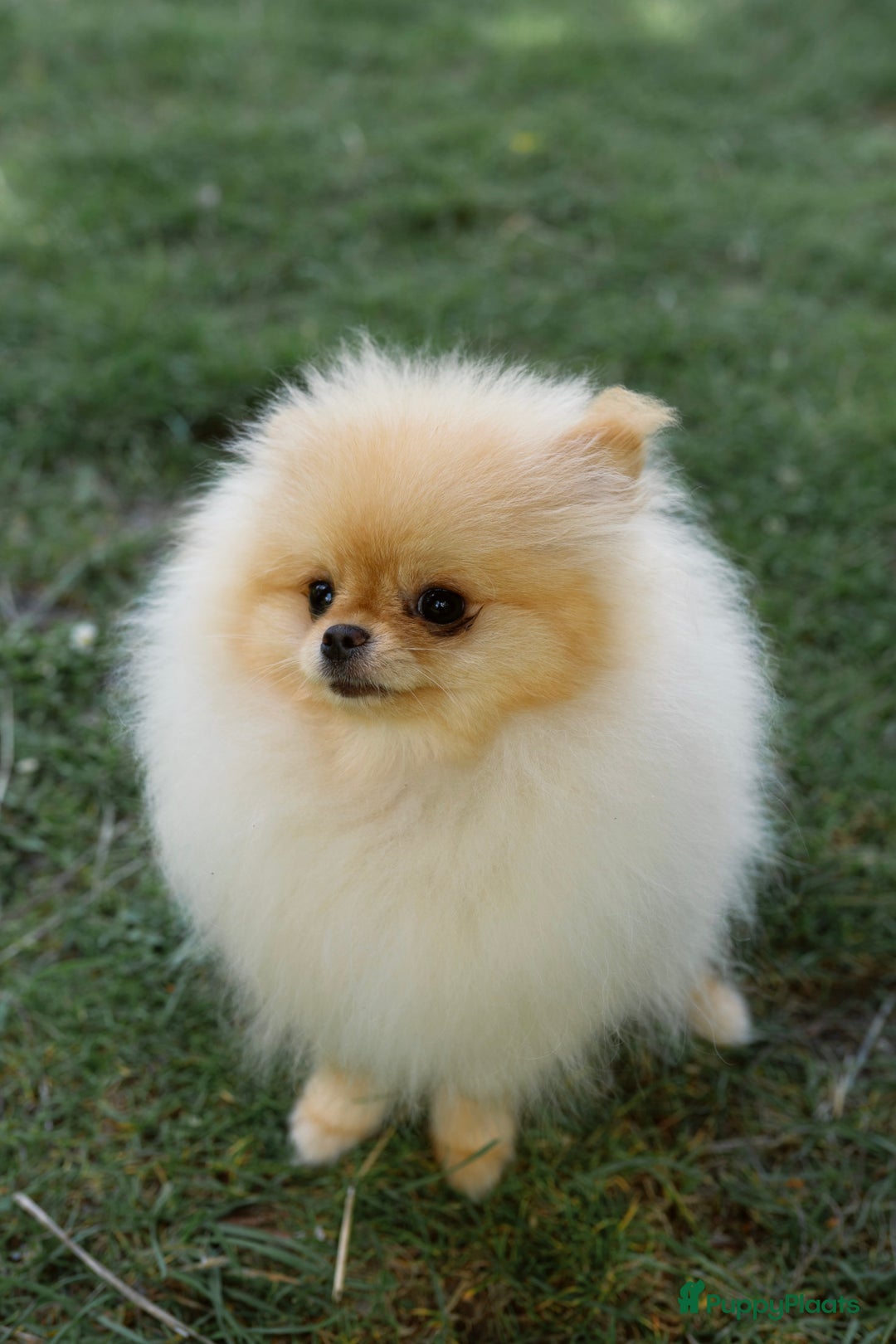 Pomeriaan honden te koop: Pomeranian❤️ - Afbeelding 7